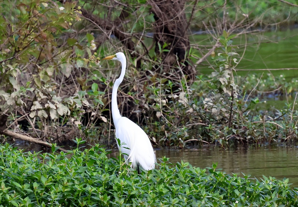 Great Egret - ML637692776