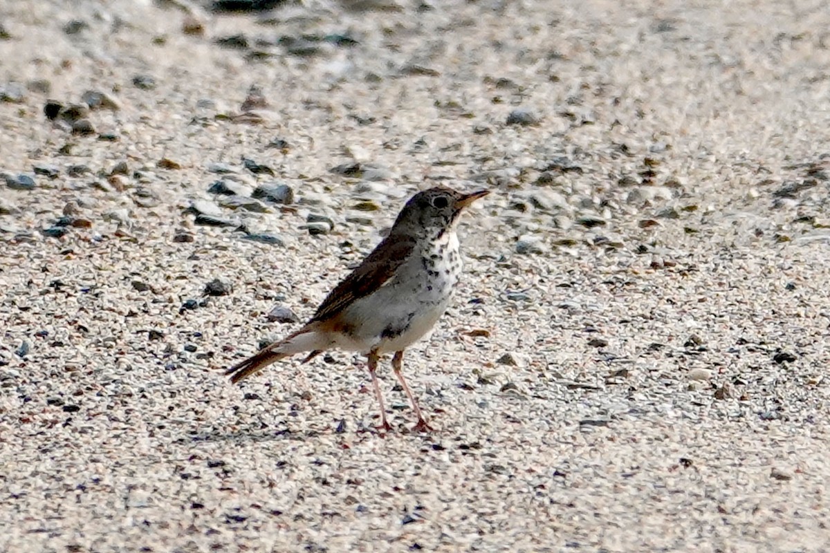 Hermit Thrush - ML637692783