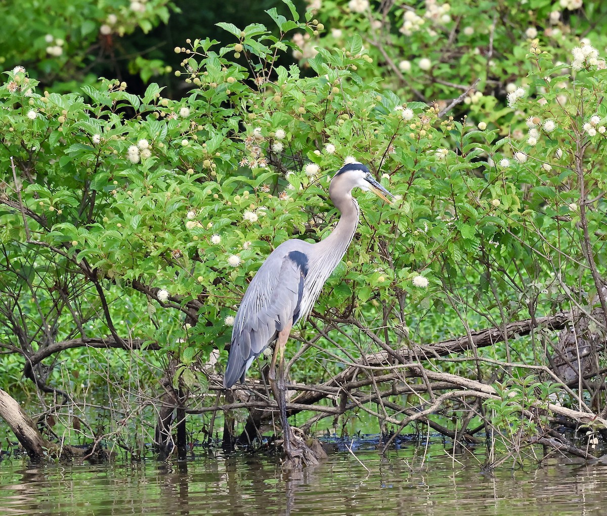 Great Blue Heron (Great Blue) - ML637692786
