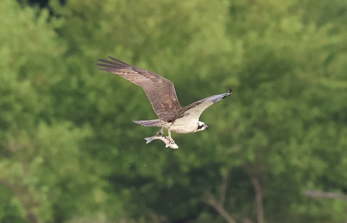 Osprey (American) - ML637692790