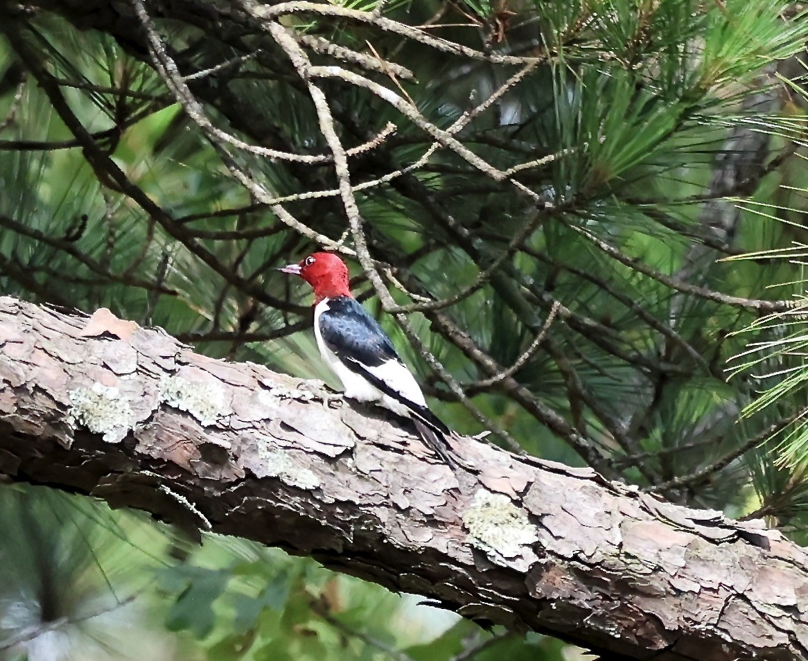 Red-headed Woodpecker - ML637692792