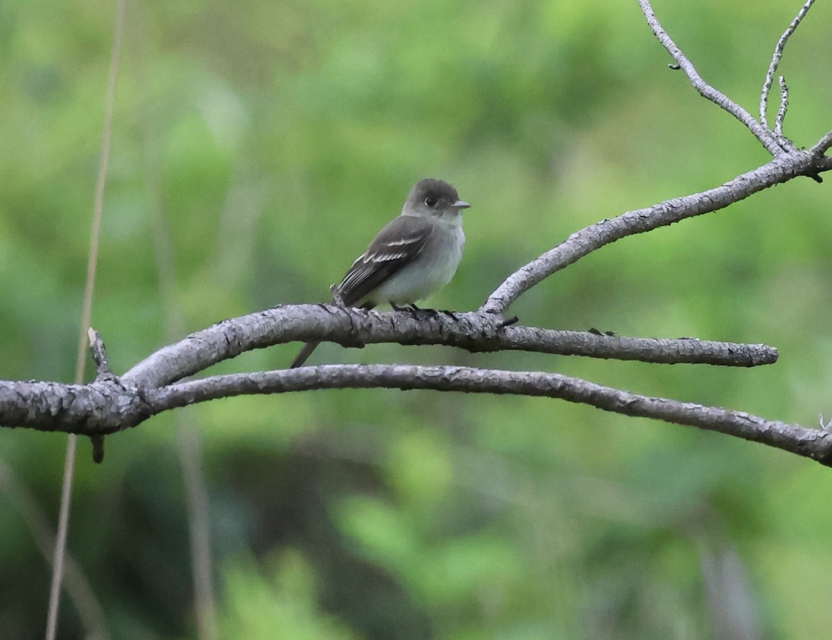 Eastern Wood-Pewee - ML637692796