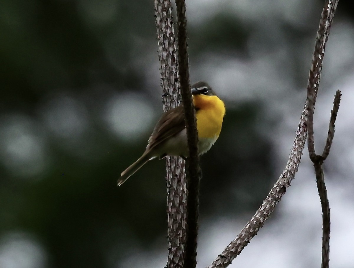 Yellow-breasted Chat - ML637692813