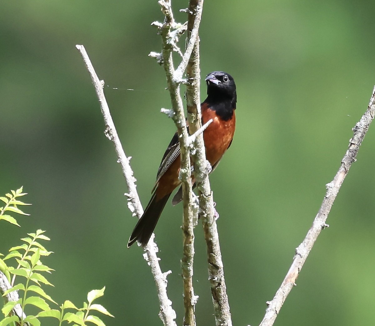 Orchard Oriole - ML637692815