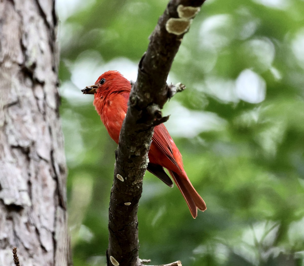 Summer Tanager - ML637692823