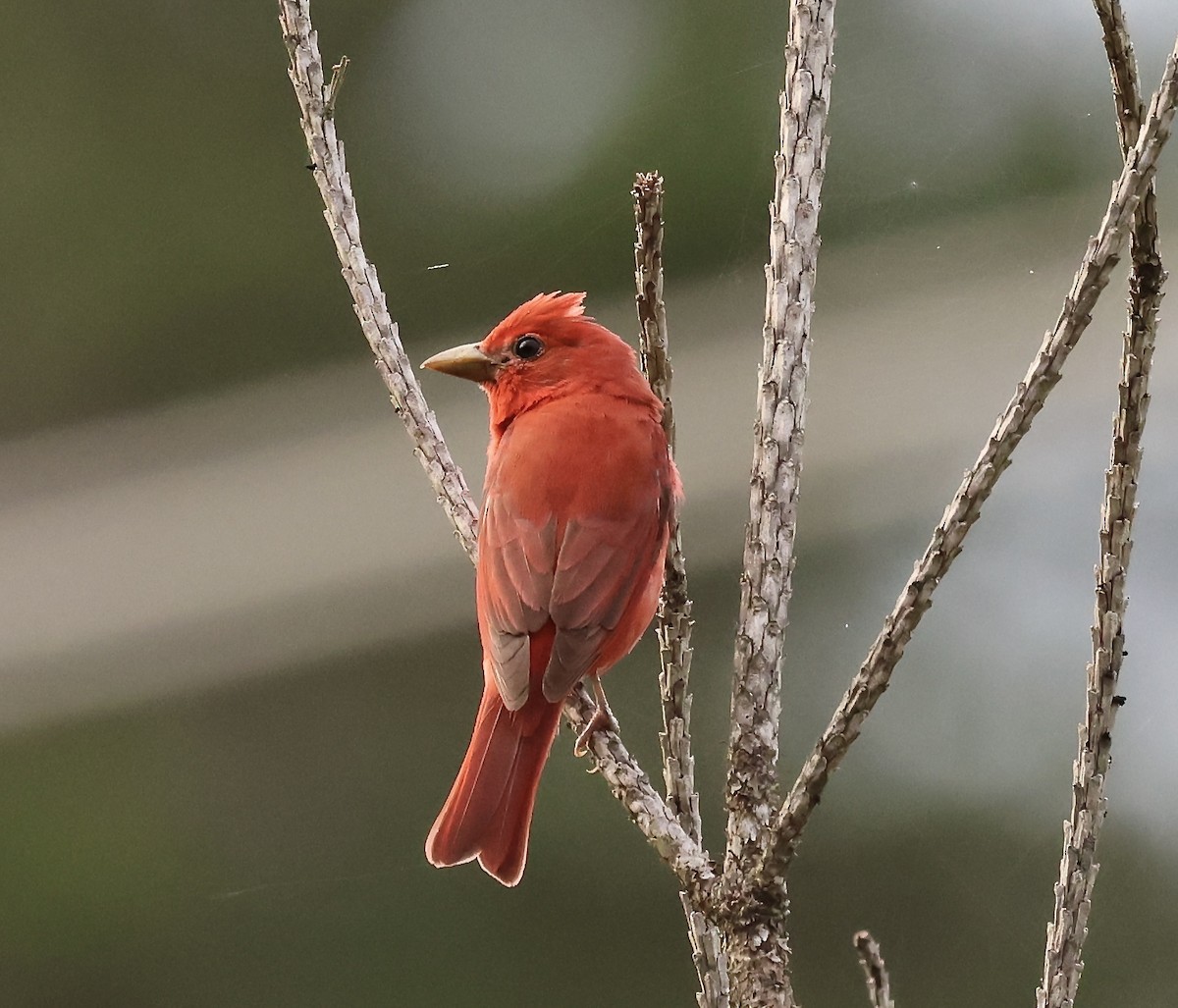 Summer Tanager - ML637692825