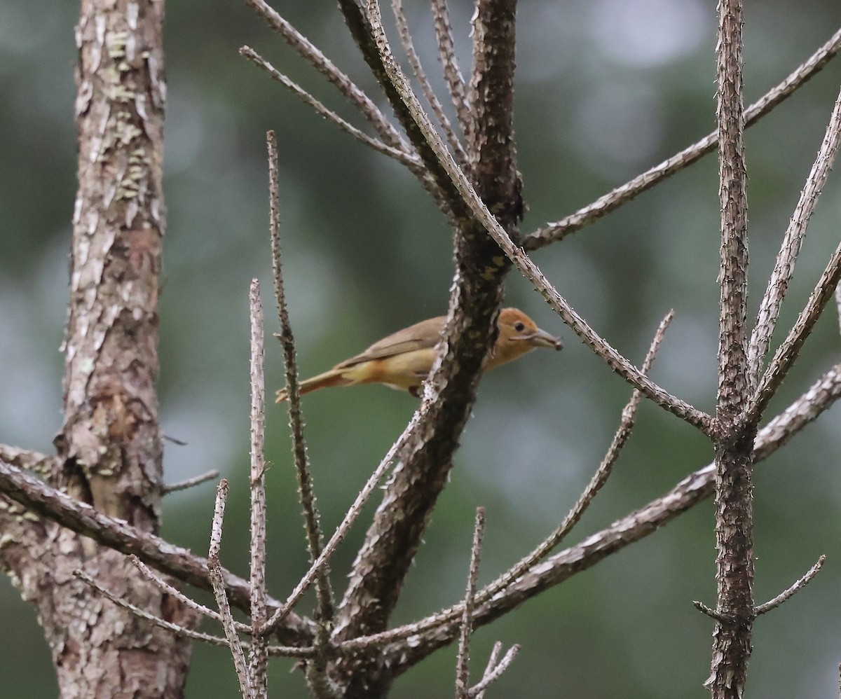 Summer Tanager - ML637692827