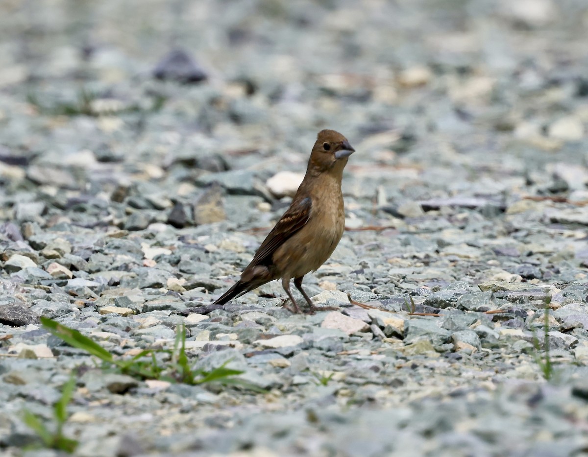 Blue Grosbeak - ML637692835