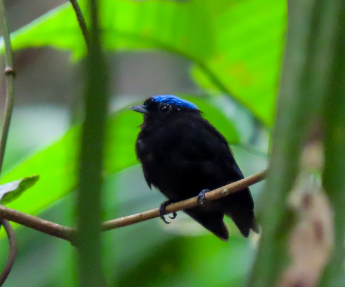Velvety Manakin - ML637692890