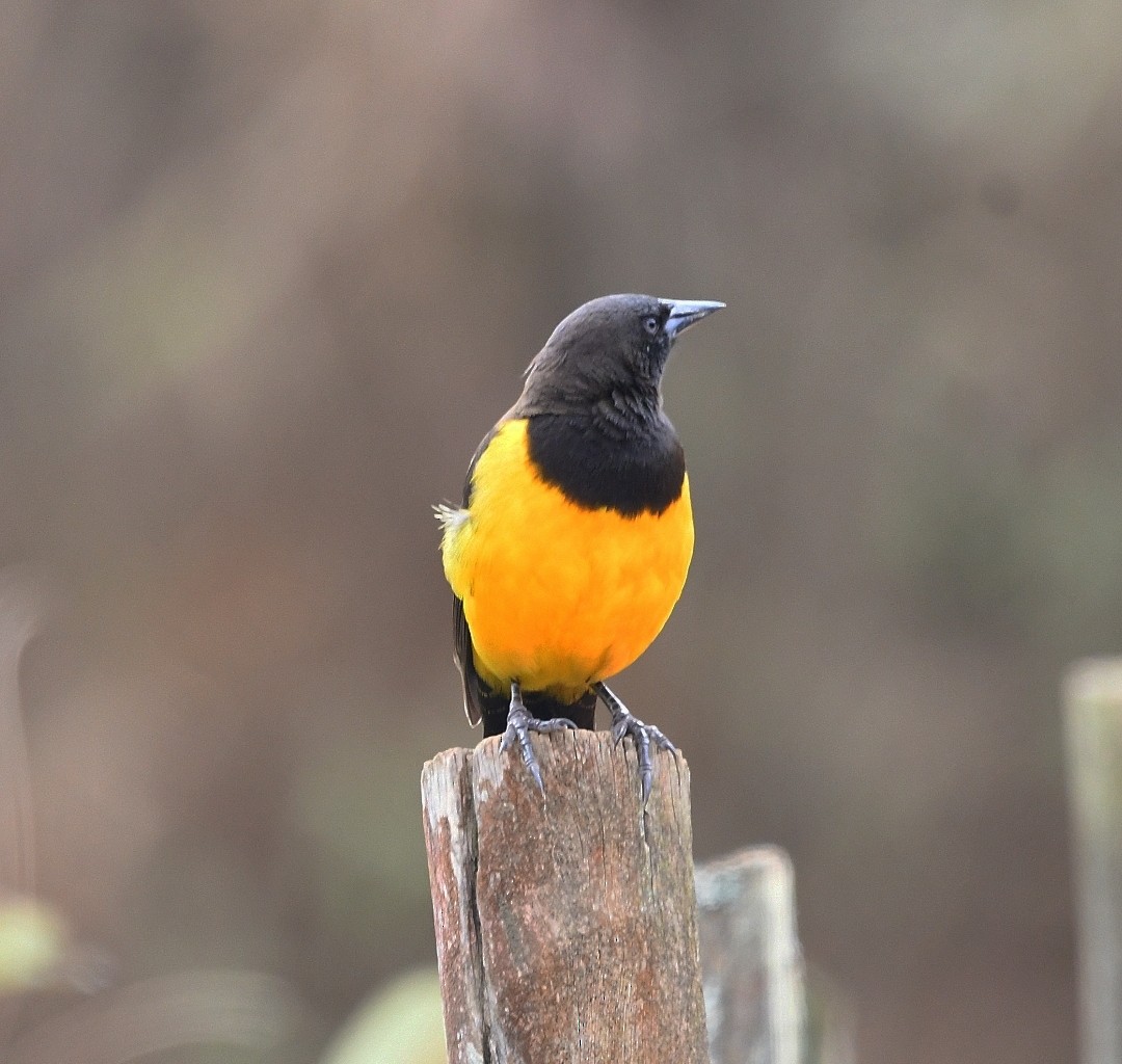 Yellow-rumped Marshbird - ML637692892
