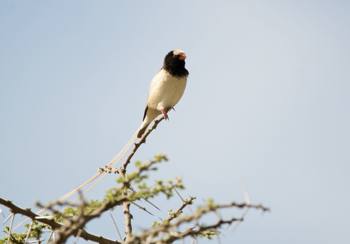 Straw-tailed Whydah - ML637692908