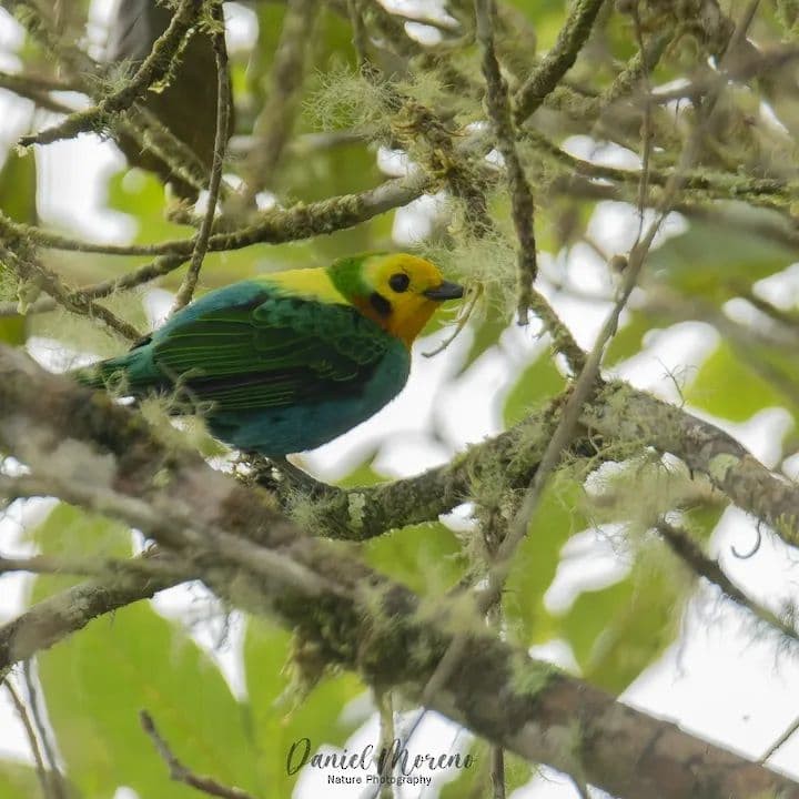 Multicolored Tanager - ML637692915