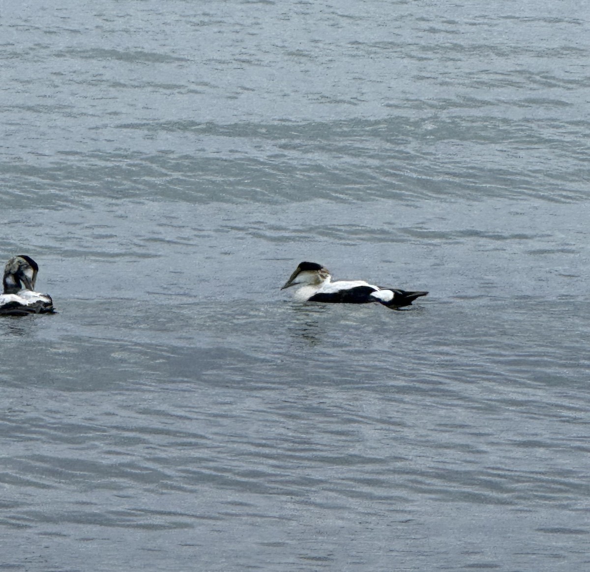 Common Eider - ML637692922