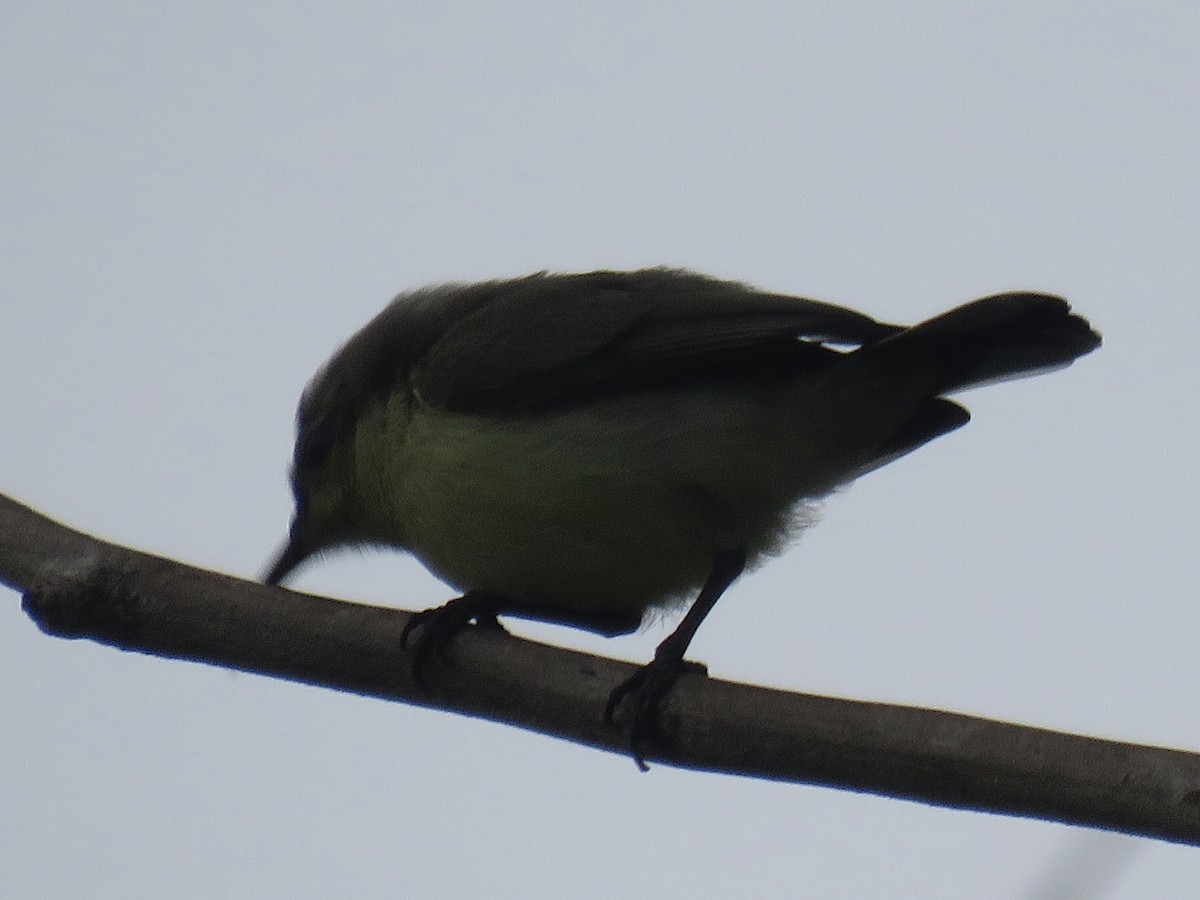 sunbird sp. - ML637692925
