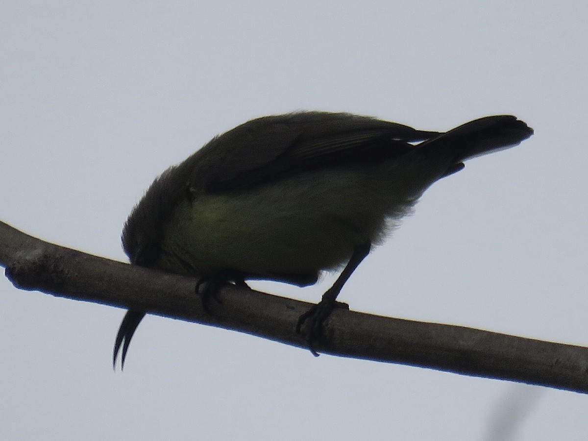 sunbird sp. - ML637692926