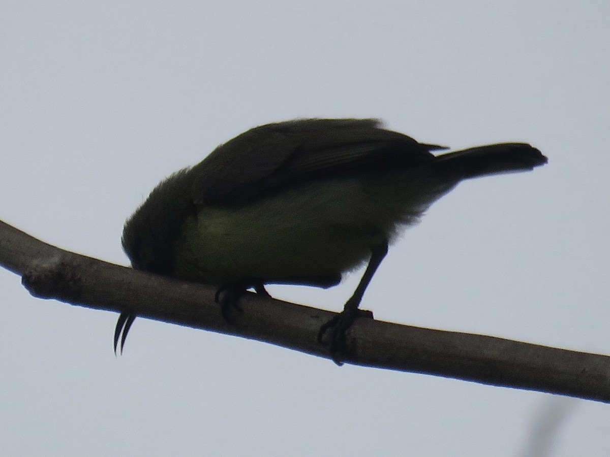 sunbird sp. - ML637692927