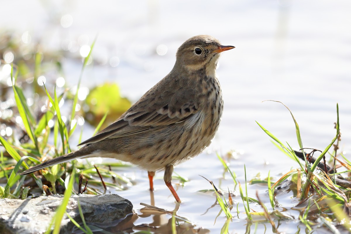 American Pipit - ML637692933