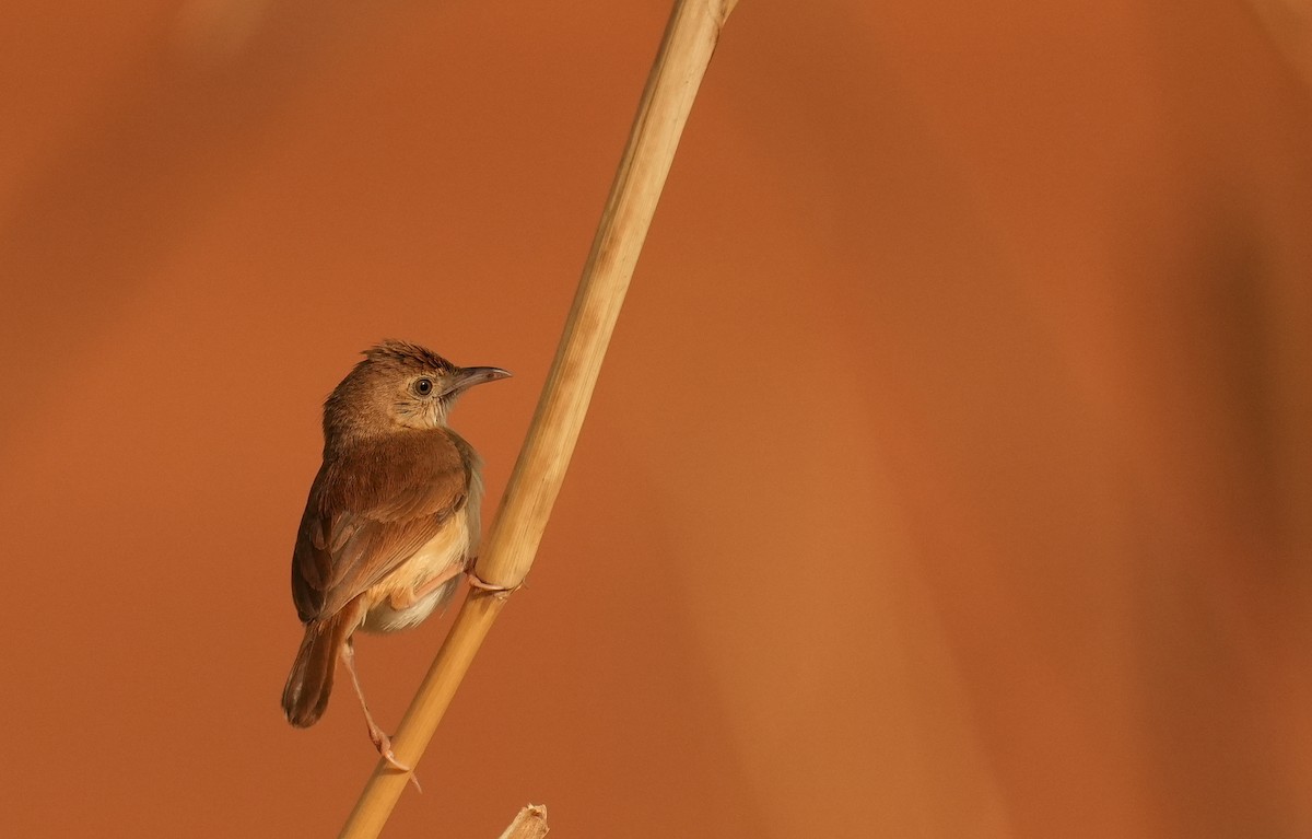 Rufous Cisticola - ML637692973