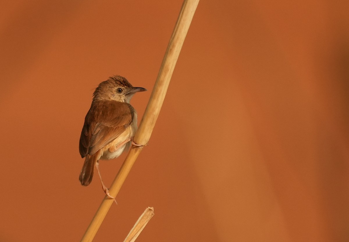 Rufous Cisticola - ML637692978