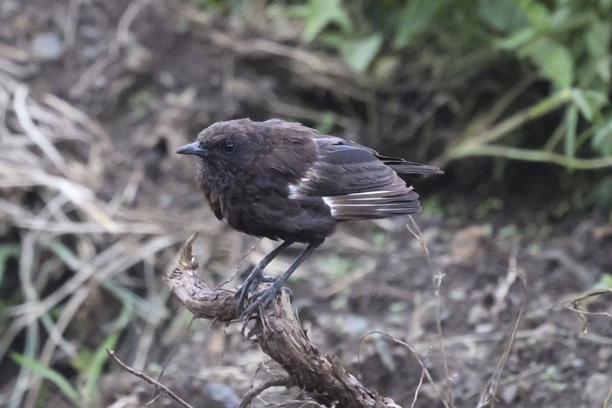 Northern Anteater-Chat - ML637692987