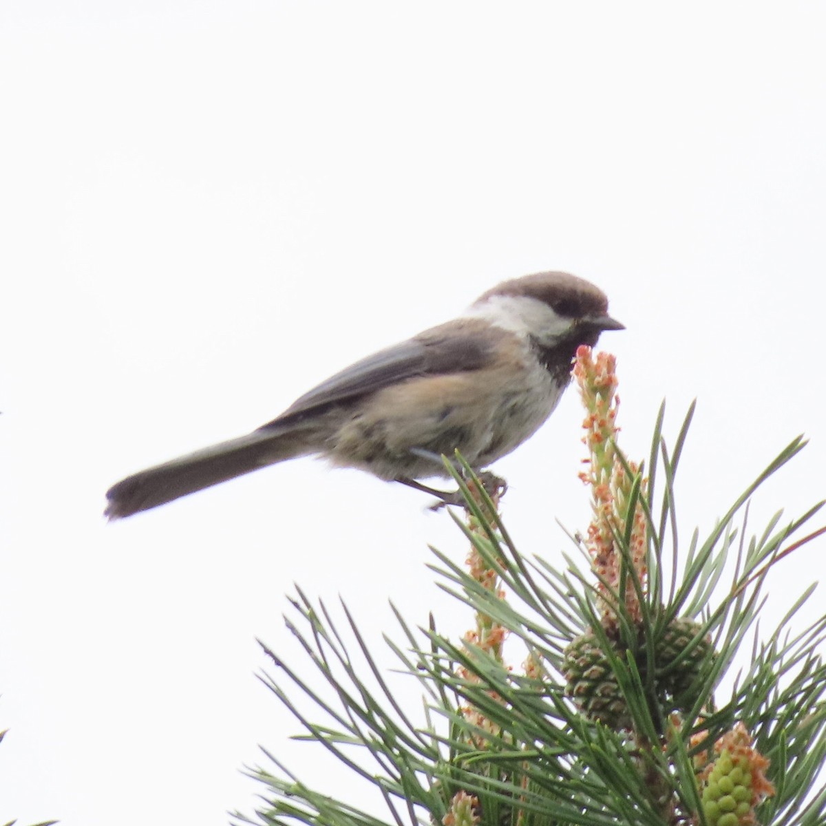 Gray-headed Chickadee - ML637693037