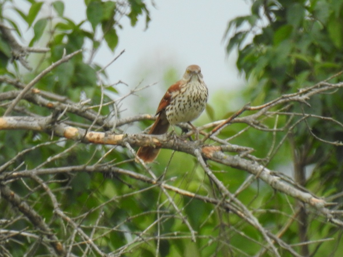 Brown Thrasher - ML637693042