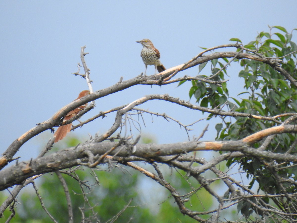 Brown Thrasher - ML637693045