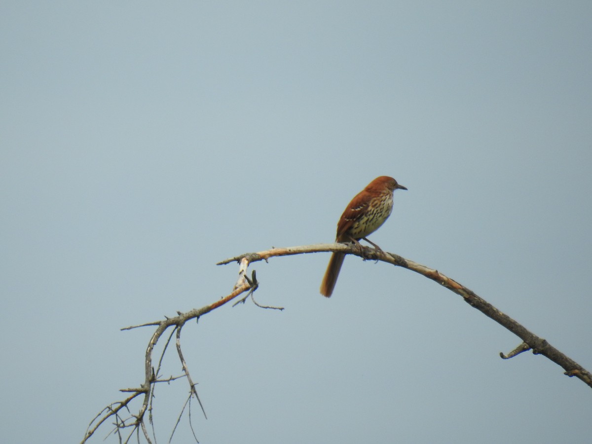 Brown Thrasher - ML637693046