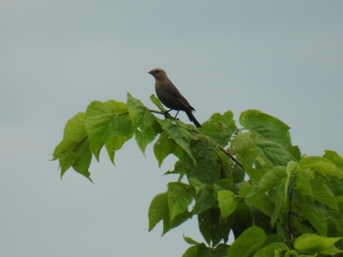 Brown-headed Cowbird - ML637693050