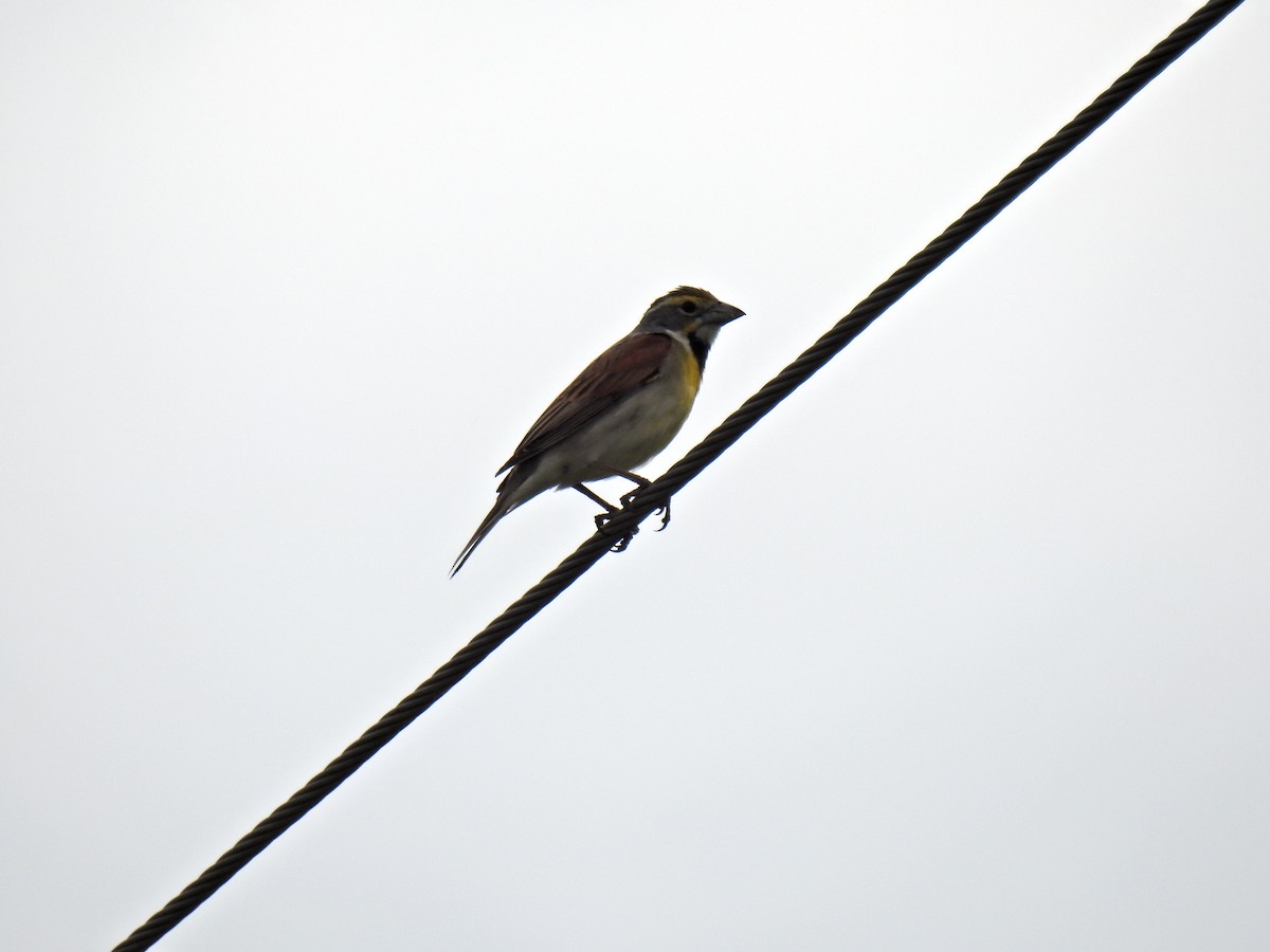 Dickcissel - ML637693056