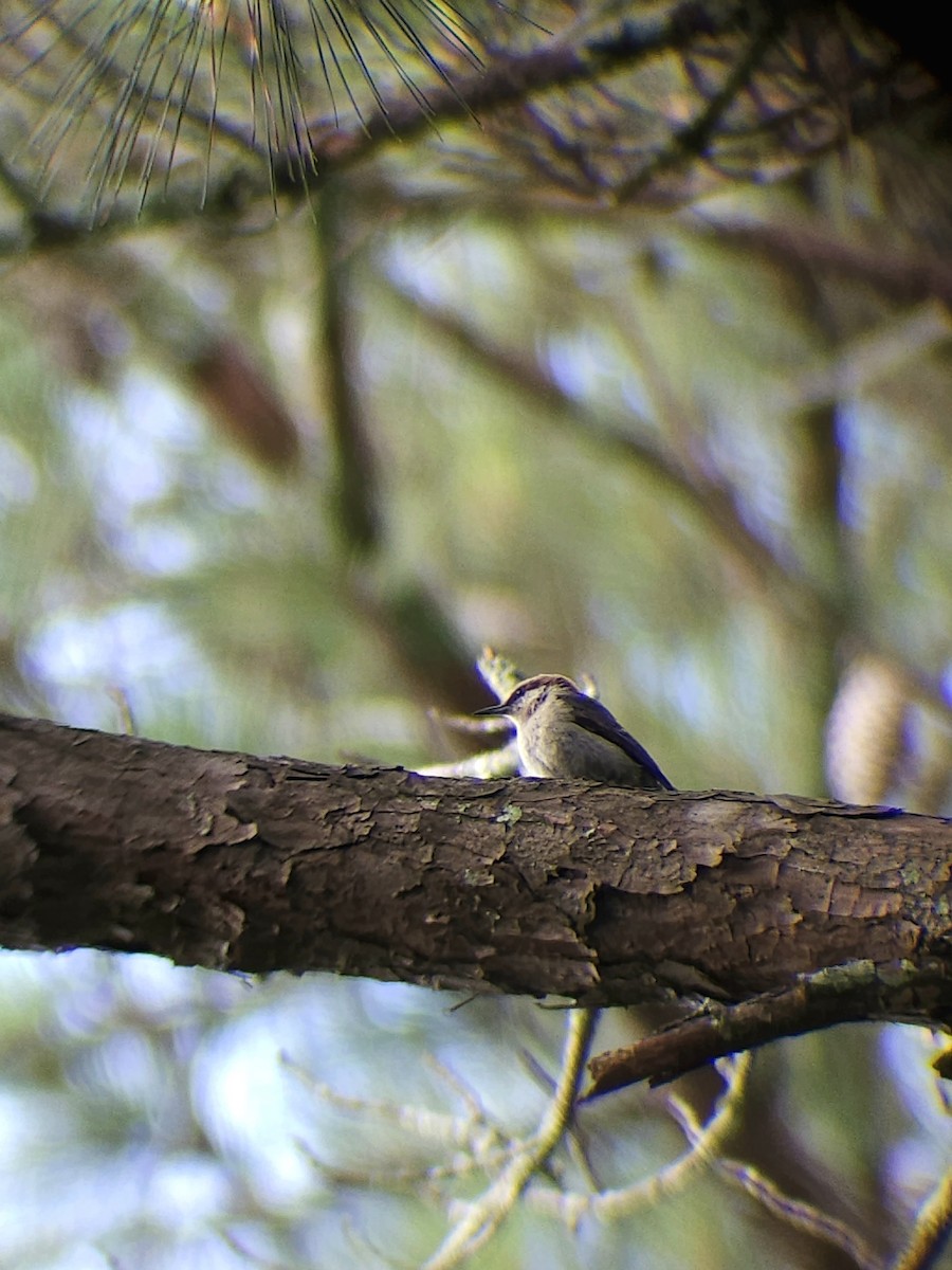 Brown-headed Nuthatch - ML637693062