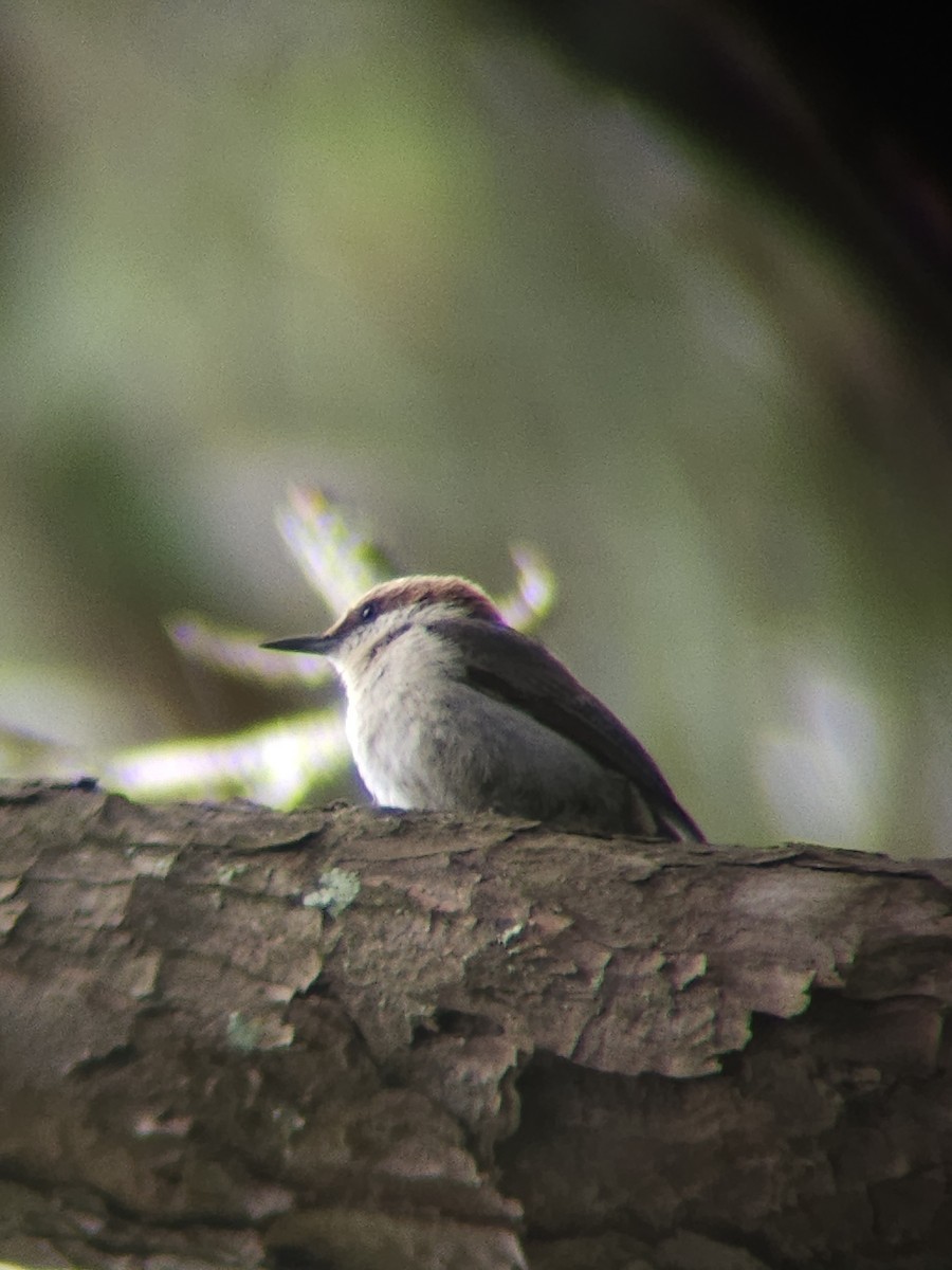 Brown-headed Nuthatch - ML637693063