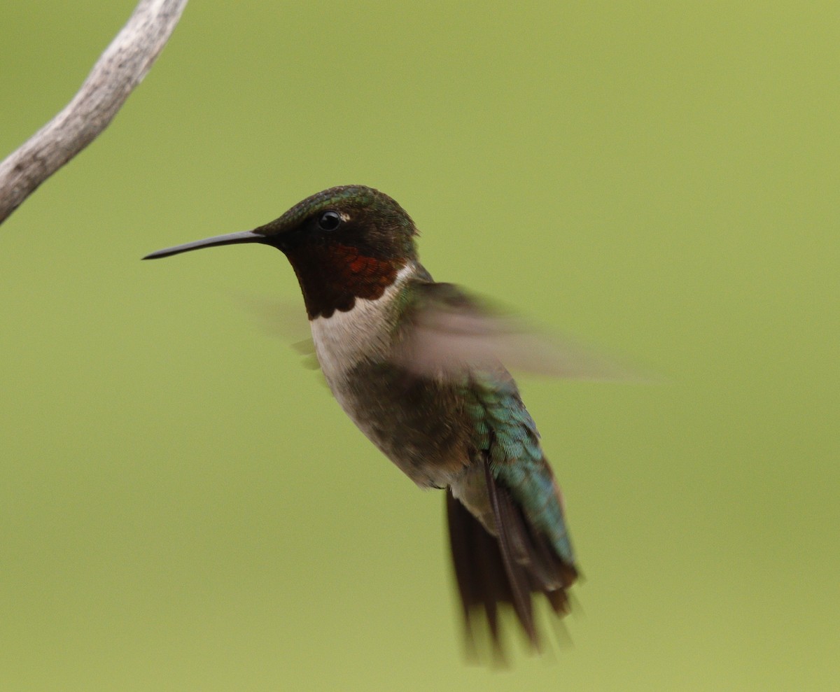 Colibri à gorge rubis - ML637693180