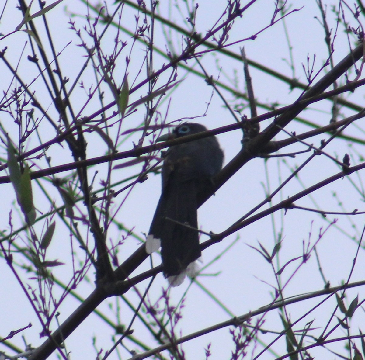 Blue-faced Malkoha - ML637693183