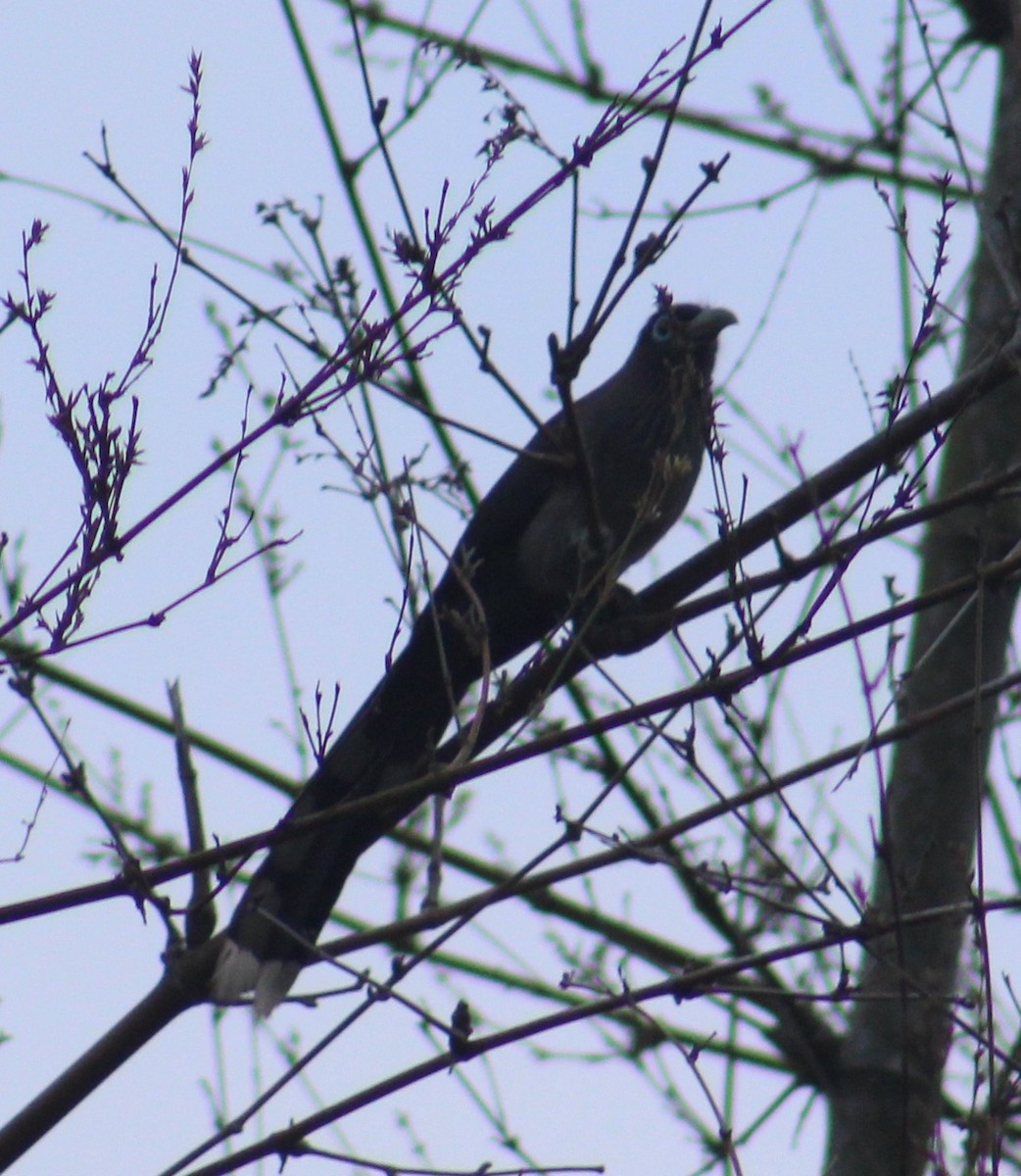 Blue-faced Malkoha - ML637693184