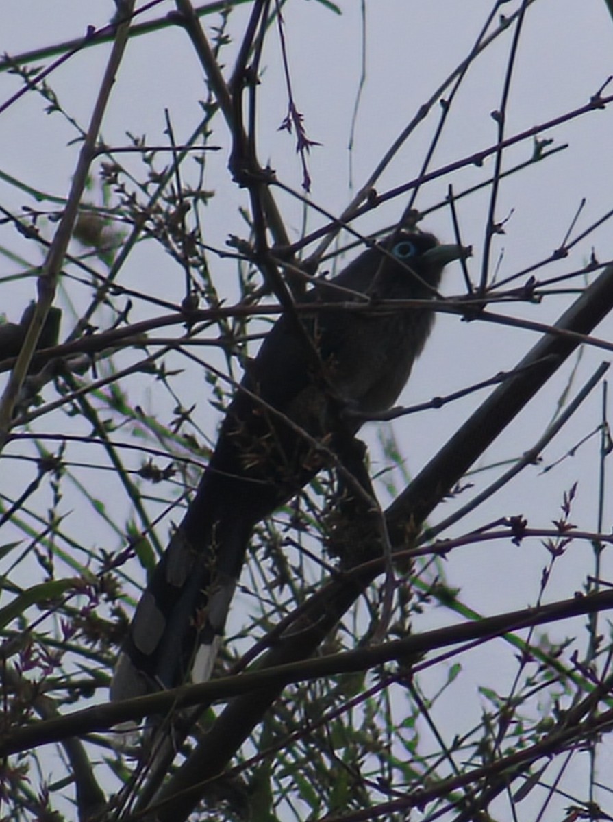Blue-faced Malkoha - ML637693200