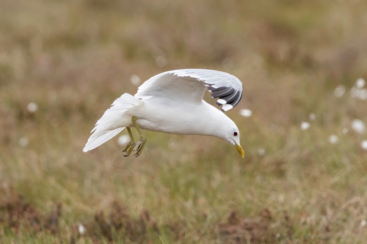 Common Gull - ML637693211