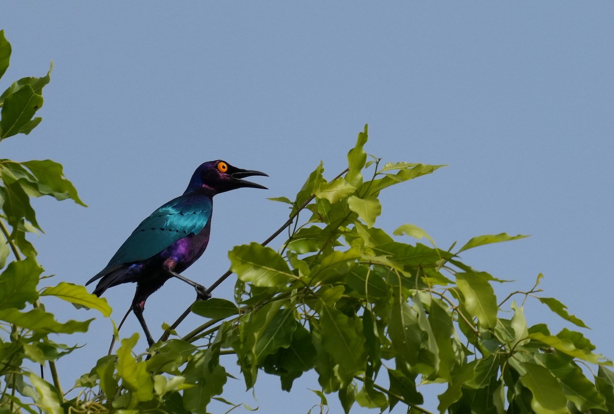 Purple Starling - ML637693220