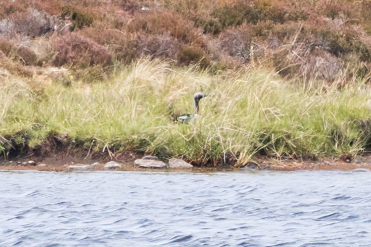 Arctic Loon - ML637693230