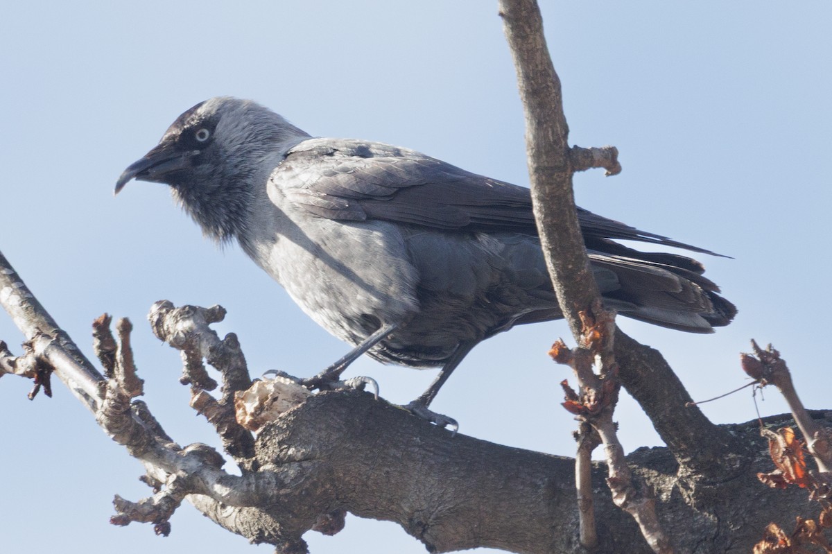 Eurasian Jackdaw - ML637693277