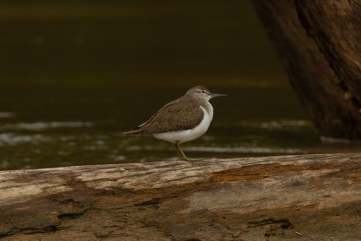 Common Sandpiper - ML637693349