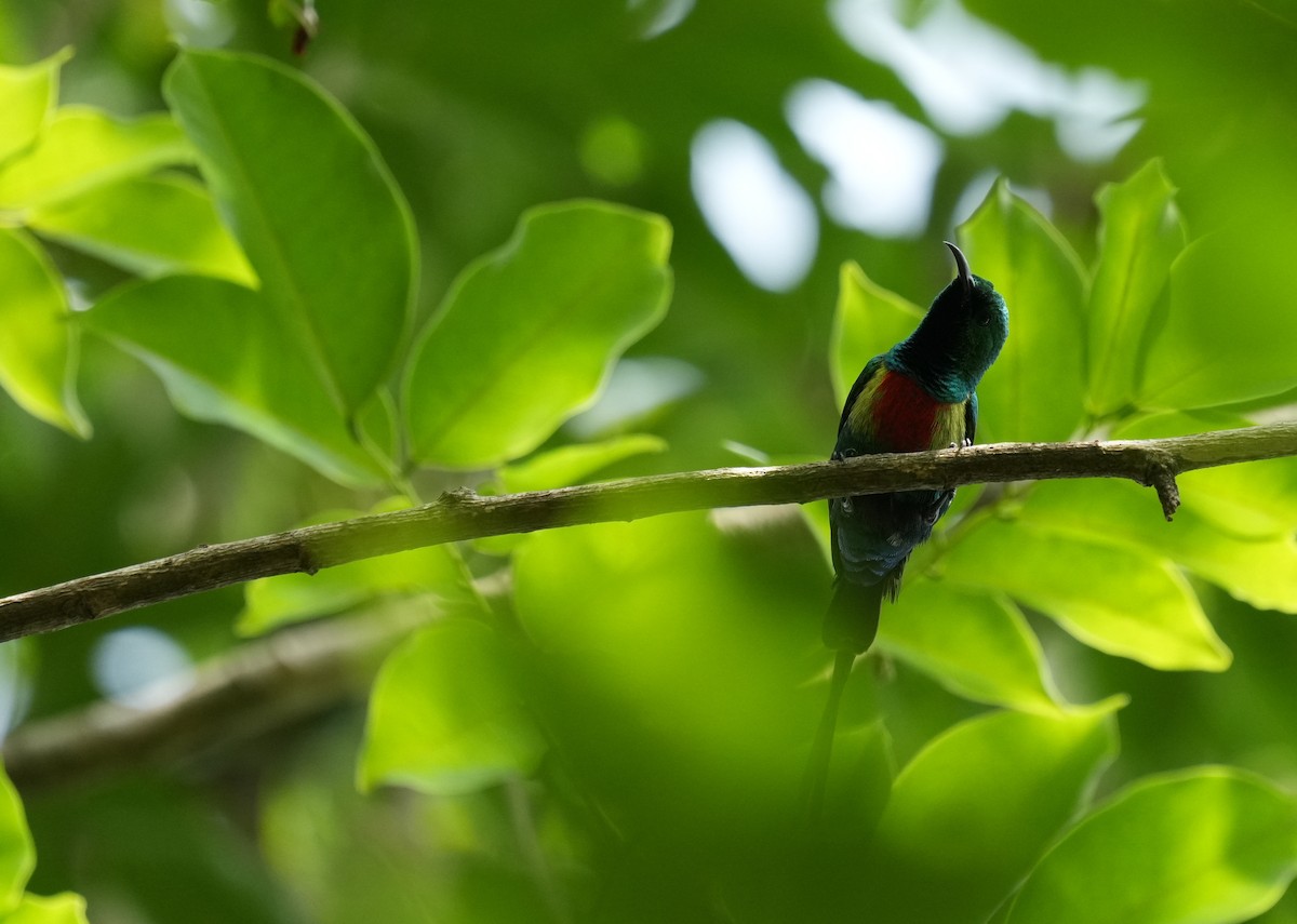 Beautiful Sunbird - ML637693351