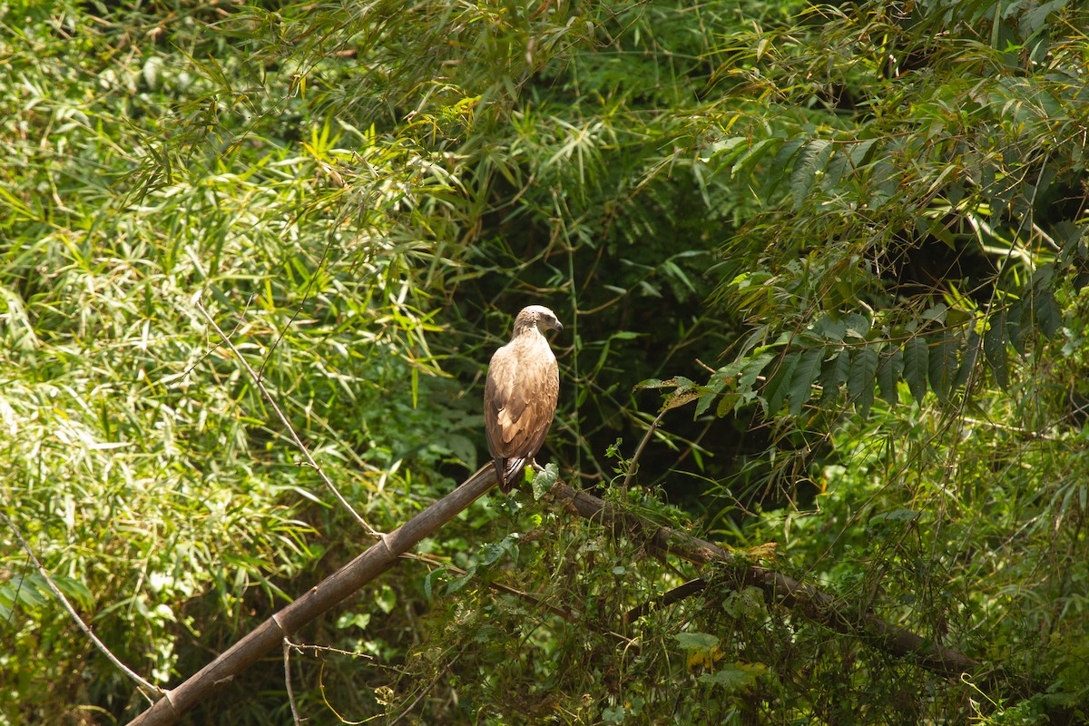 Lesser Fish-Eagle - ML637693354