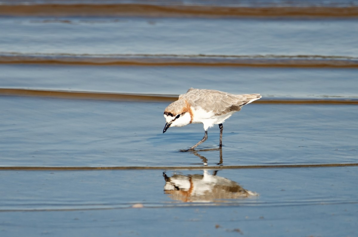 Chestnut-banded Plover - ML637693355