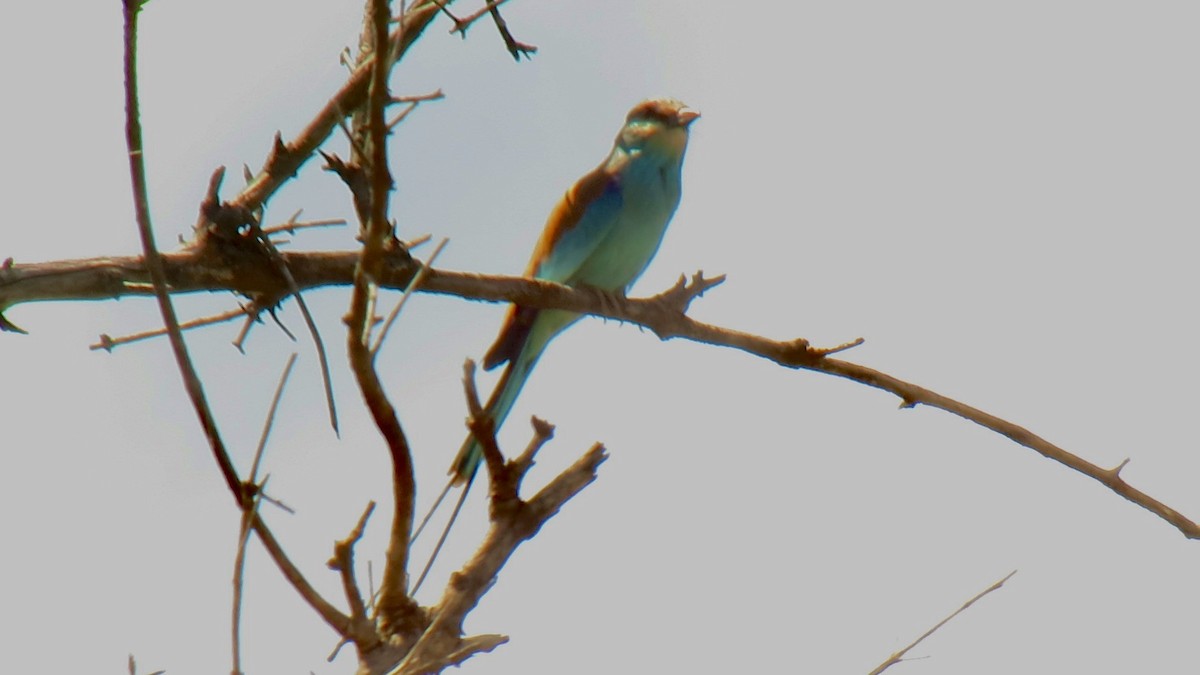 Abyssinian Roller - ML637693419