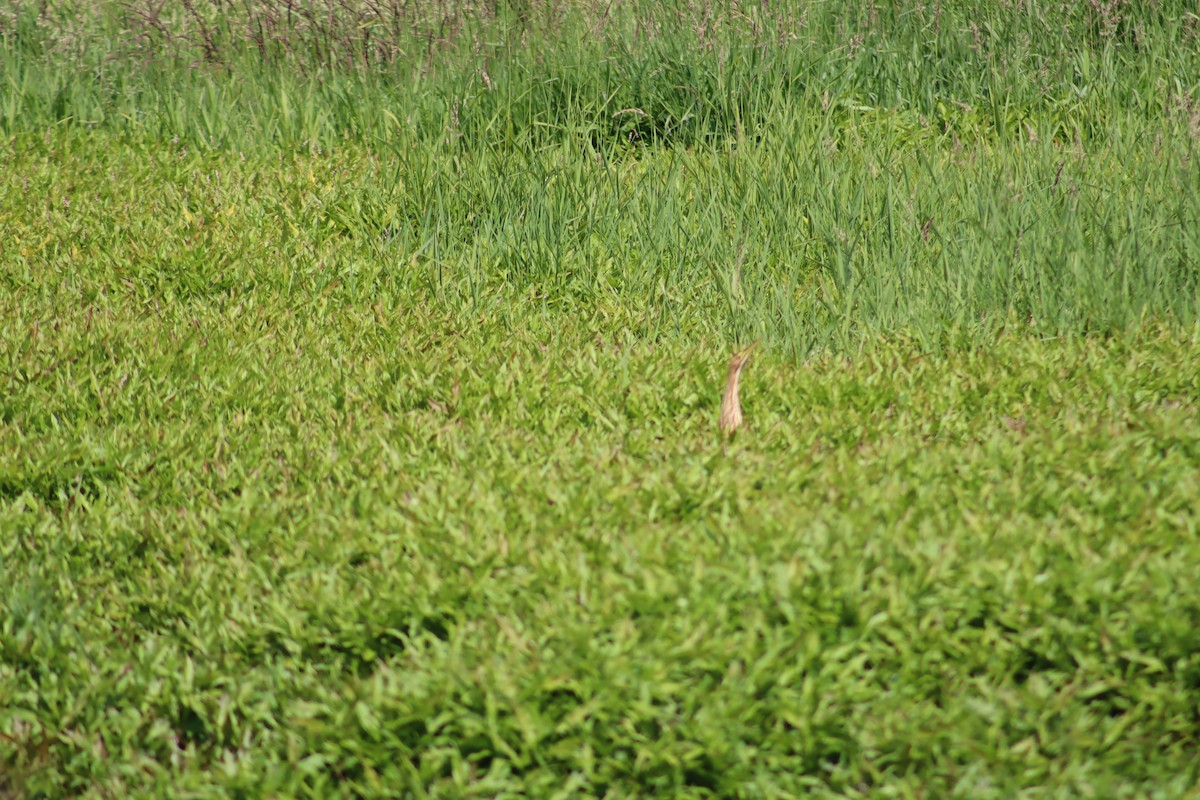 アメリカサンカノゴイ - ML637693542