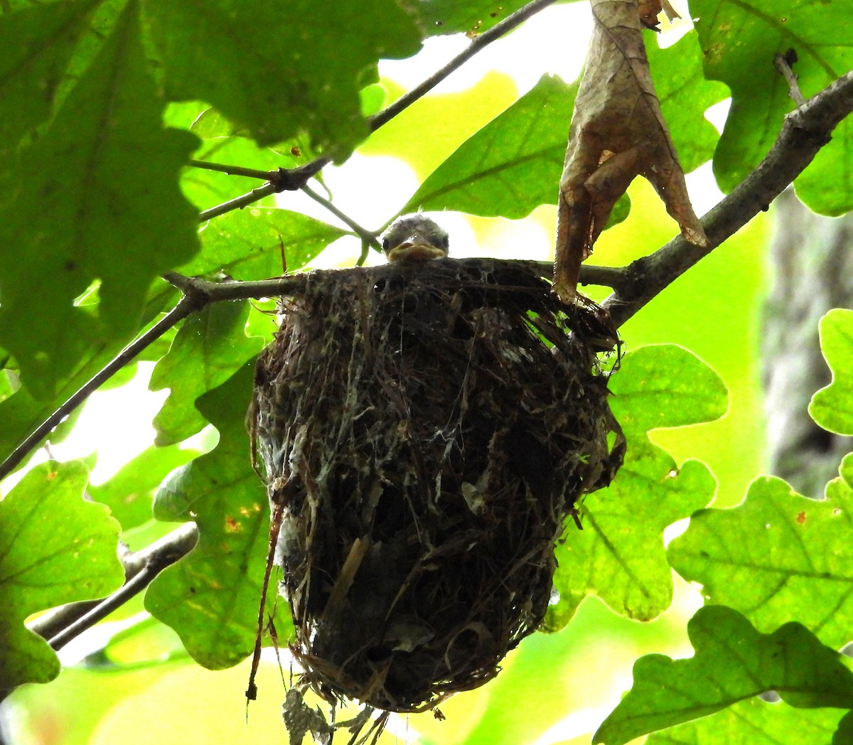 Red-eyed Vireo - Pete Huffer