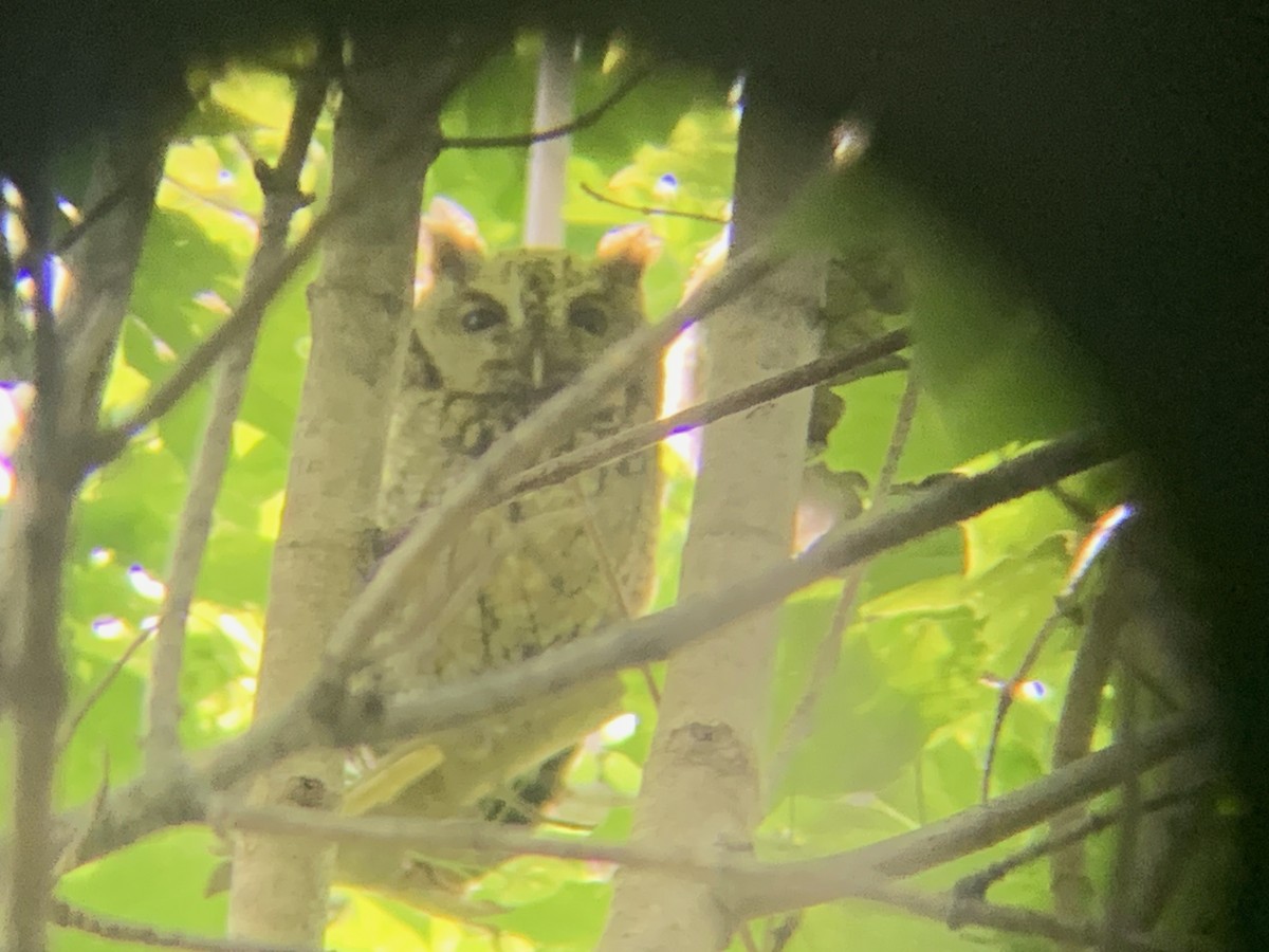 Eastern Screech-Owl (Northern) - ML637693602