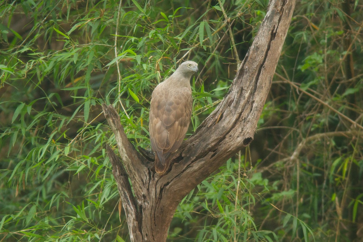 Lesser Fish-Eagle - ML637693606