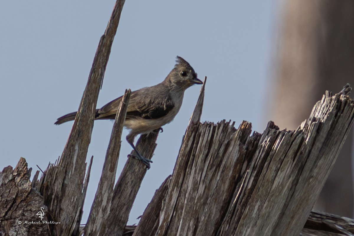 Tufted Titmouse - ML637693663